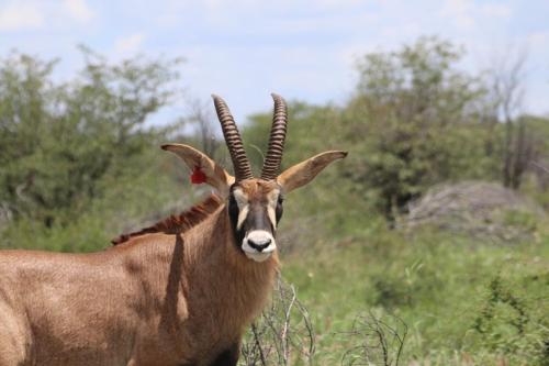 Gallery image of Kifaru Luxury Lodge in Outjo