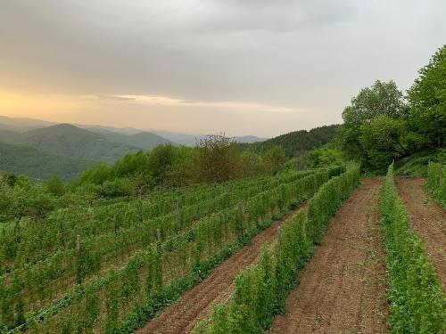 a field of vines with mountains in the background at Etno selo Milanovic - Nonac in Kuršumlija
