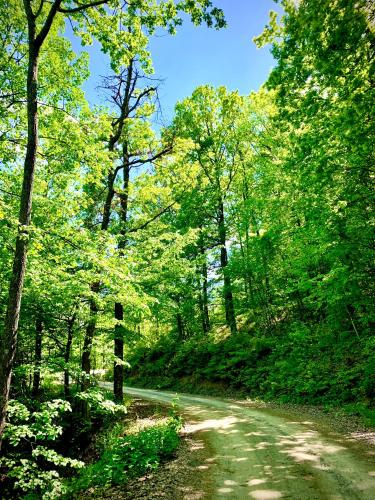 a dirt road in the middle of a forest at Etno selo Milanovic - Nonac in Kuršumlija