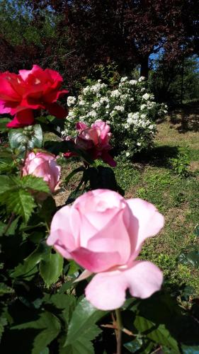 a group of pink roses and other flowers at Il Ciliegio del Pellegrino in Gubbio