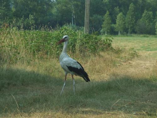 a bird standing in the grass in a field at Leśny Zakątek Lipinki Bory Tucholskie - sauna in Lipinki