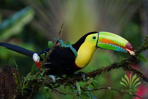 a colorful toucan sitting on a tree branch at Bambutel Cocles in Puerto Viejo