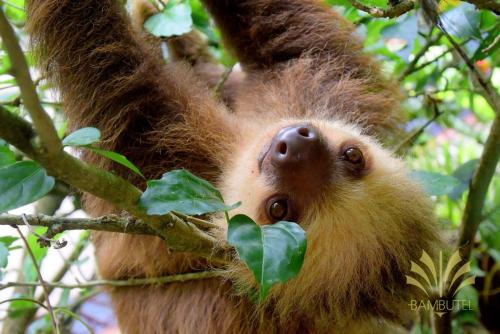 a sloth hanging from a tree in a tree at Bambutel Cocles in Puerto Viejo