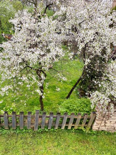 a tree with white flowers behind a wooden fence at Cesis Boulevard Apartments in Cēsis
