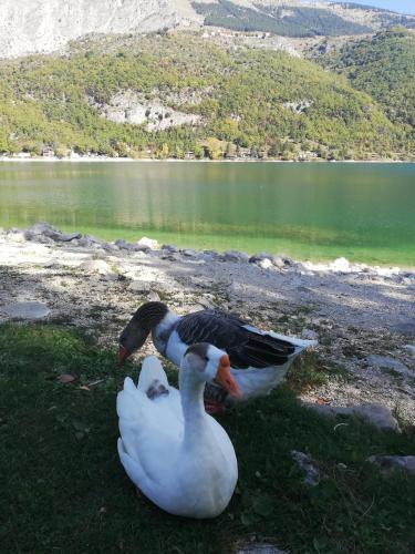 two ducks sitting on the grass near a lake at Scanno in Scanno
