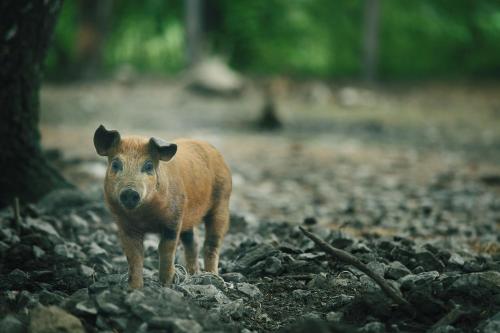 a small brown pig standing on a pile of rocks at Chata Orlí vrch in Zlaté Hory