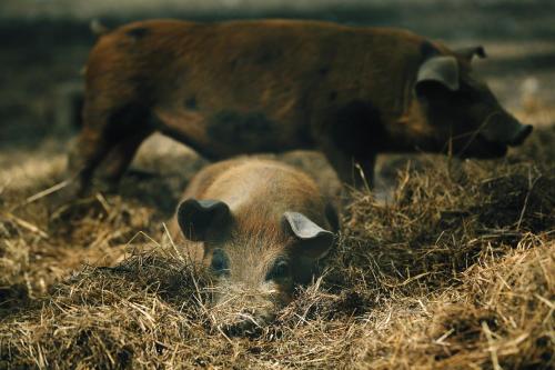a pig laying in the grass with a cow at Chata Orlí vrch in Zlaté Hory