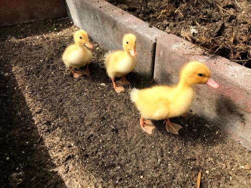 ヴィラの敷地内または近くにいる動物