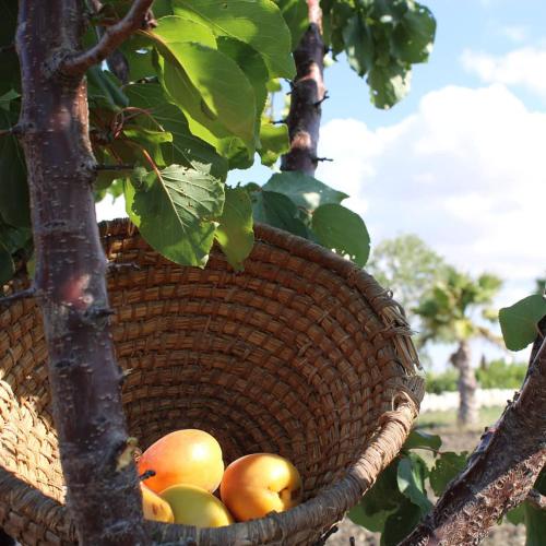 a basket full of fruit in a tree at Agriturismo Masseria Cannella in Lesina