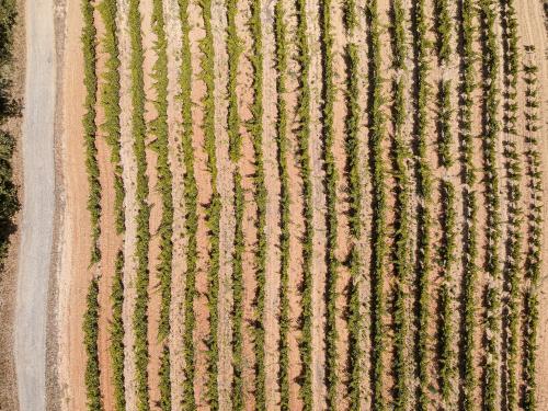 an overhead view of a field with rows of plants at Amazonia Palmela Apartamentos Turisticos in Palmela