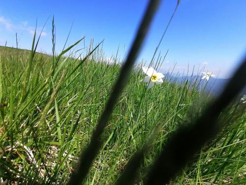 biały kwiat na polu trawy w obiekcie La Ruota del Mulino w mieście Nesso