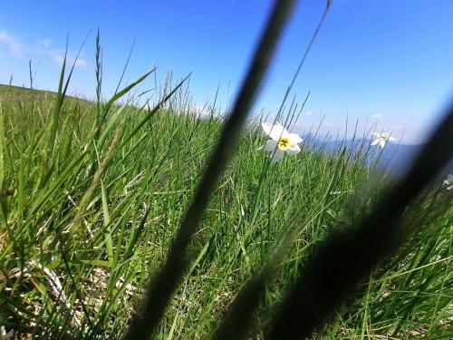 una flor blanca en un campo de hierba en La Ruota del Mulino, en Nesso