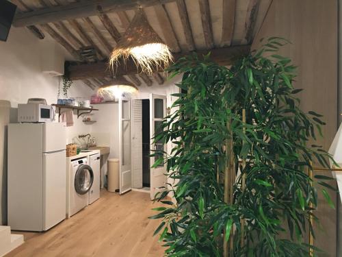 a kitchen with a plant in the middle of a room at appartement du pêcheur à Cassis à 10 mètres du port in Cassis