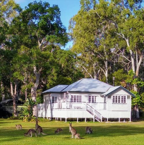 a group of deer in front of a white house at Lake Weyba Noosa Lodge & Kangaroos in Peregian Beach