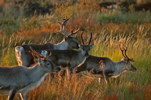 a group of deer in a field of tall grass at Holiday Village Kuukiuru in Vuostimo