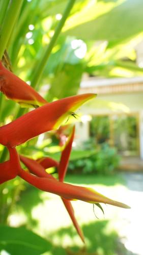 a close up of a red flower in front of a house at Focus Rooms in El Nido