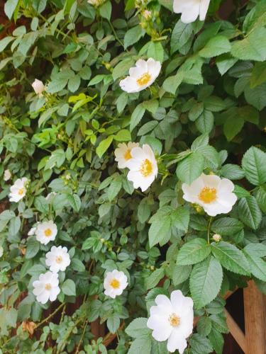 a bush of white flowers with green leaves at Landhof Steinbäck in Sankt Stefan ob Stainz
