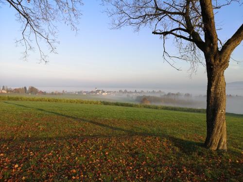 a tree in a field with fog in the background at Landgasthof Zum Kirchenwirt in Kellberg