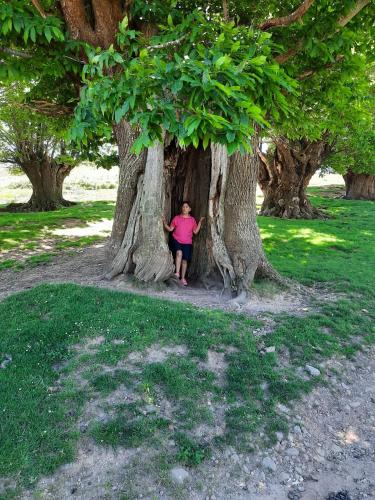 a woman sitting in a tree in a park at Hosteria Picos De Europa in Potes