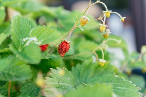 a strawberry on a plant with green leaves at Luxury Penthouse with Sea View - City Center in Pescara
