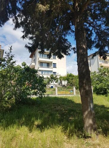 a tree in a field with a building in the background at Deluxe Aquamarine in Ahtopol