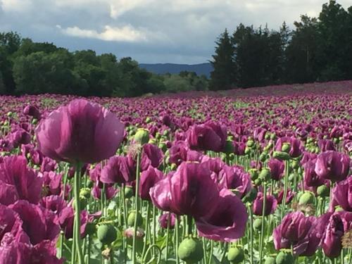 a field of purple flowers in a field at Ferienhaus Perwolff in Eisenberg an der Pinka