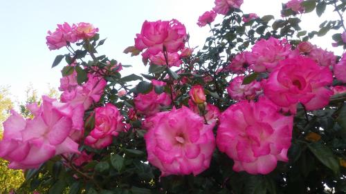 Domskazka – Photos 5