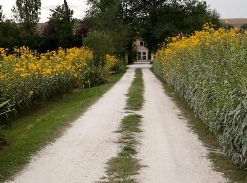 a dirt road through a field of flowers at La Casa di Tara B&B Armonia e Natura in Recanati