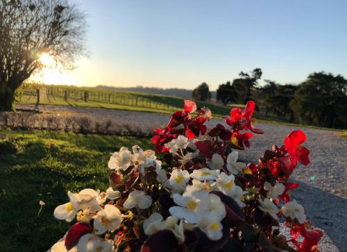 a plant with red and white flowers on a road at Waitomo Golf Ridge in Waitomo Caves