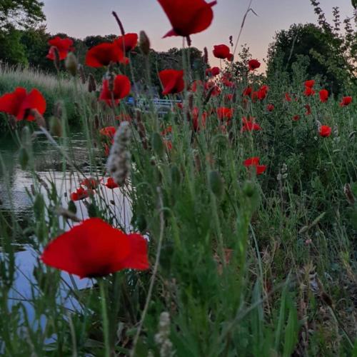 a field of red poppies next to a body of water at De Vliegende Vlinder in Nederweert
