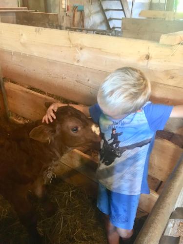 a young boy petting a brown cow in a pen at Hof Hintererb in Kitzbühel