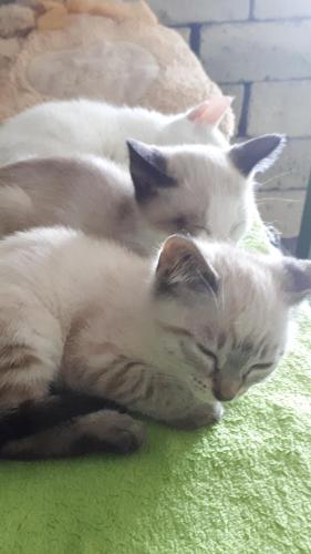 tres gatos blancos durmiendo sobre una toalla verde en Apartma Marisol, en Izola