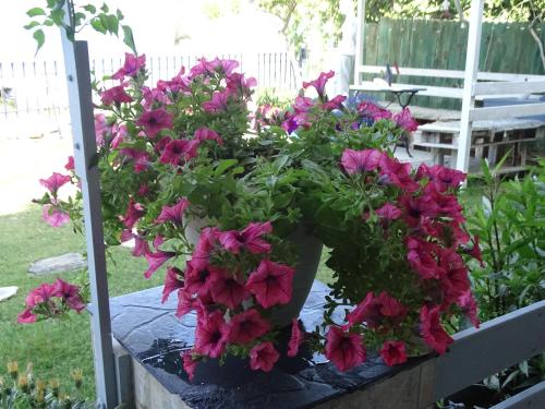 a bunch of pink flowers in a flower box at Blue Dreams in Almiropótamos