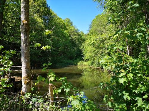 a river in the middle of a forest at Ferienwohnung Schmahl in Schleiden