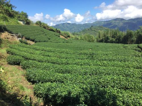 a large field of green plants on a hill at Youlin Homestay in Meishan