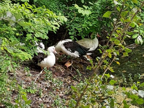 two birds are standing in the bushes at Chiosi Country Club in Corleone