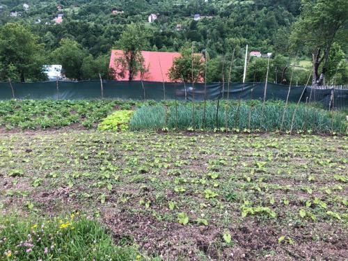 a garden with a field of plants and a fence at Guest House Rrashkadoli in Theth