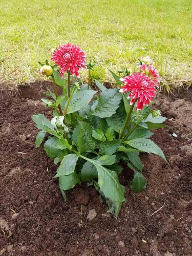 a plant with pink flowers in the dirt at Small Paradise in Sørvágur