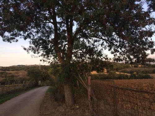 uma árvore no lado de uma estrada ao lado de uma cerca em Tenuta Santa Maria em Campagnatico