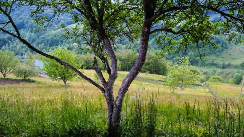a tree in a field of tall grass at FERN FARM ECO RESORT in Mojkovac