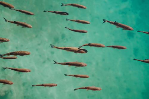 a group of fish swimming in the water at Plitvice Falls Cottage in Plitvica selo