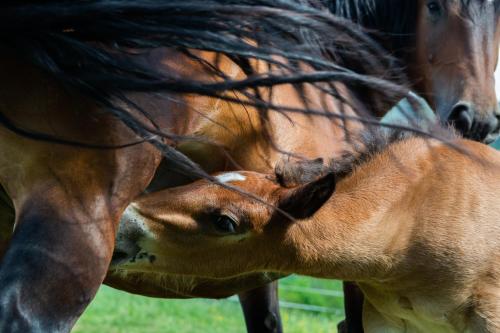アパートメントの敷地内または近くにいる動物