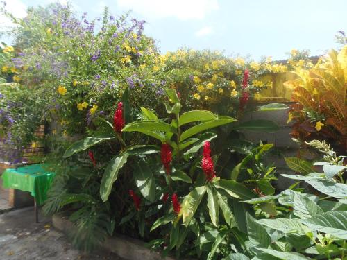 a garden with red flowers and green plants at Villa Mancina in Capesterre-Belle-Eau