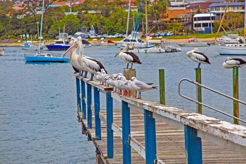 a flock of seagulls are standing on a pier at Sandpiper Motel Ulladulla in Ulladulla