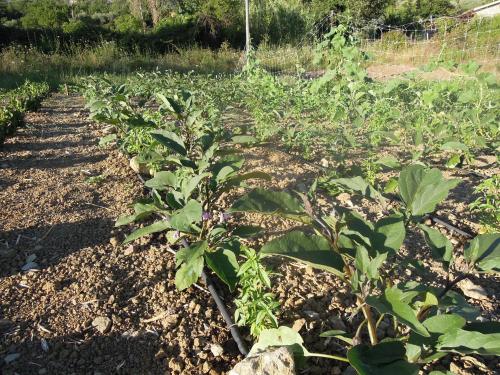 a garden with green plants in a field at Agriturismo Cuca in Polizzi Generosa