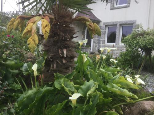 a garden with a palm tree in front of a house at Les Chambres de Kermenguy in Sibiril
