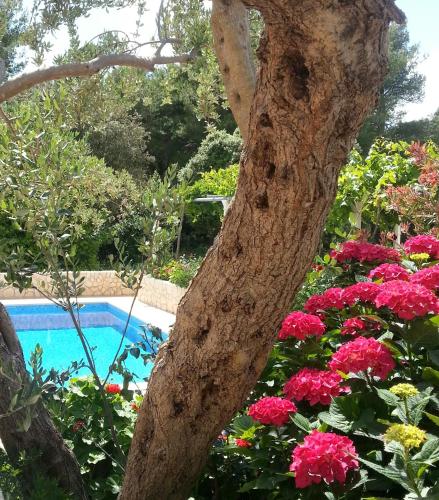 a tree and flowers next to a swimming pool at Apartments Antonio in Cavtat
