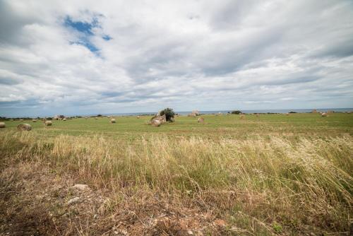 a herd of animals grazing in a field at Villa Lara in Polignano a Mare