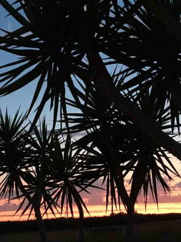 a silhouette of a palm tree at sunset at Monte Ramos in Ferreira do Alentejo