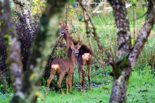 three deer standing in a field with trees at A l'Ombre des Pommiers in Ergué-Gabéric